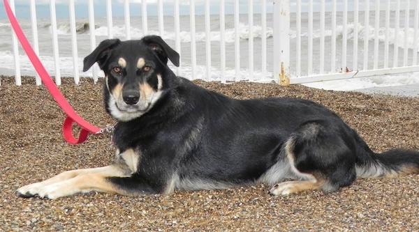 Side view with the dog turned to look at the camera - A large, black, tan and white dog with brown eyes and fold over drop ears and a black nose laying down on a beach full of small stones in front of a white metal fence with the ocean waves behind her.