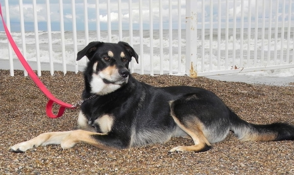 Side view with the dog turned to look to the right - A large, black, tan and white dog with brown eyes and fold over drop ears and a black nose laying down on a beach full of small stones in front of a white metal fence with the ocean waves behind her. The dog has along fluffy tail.