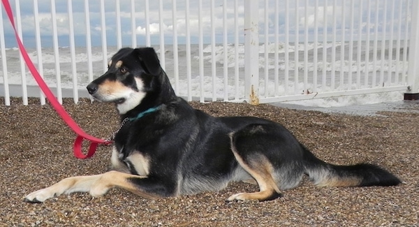 Side view - A large, black, tan and white dog with brown eyes and fold over drop ears and a black nose laying down on a beach full of small stones in front of a white metal fence with the ocean waves behind her. The dog has along thick tail.