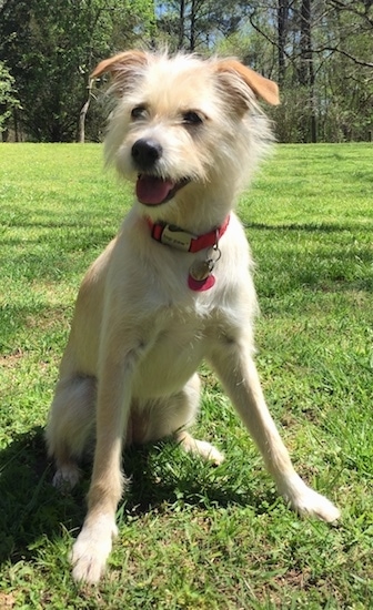 A blonde wiry looking dog with darker tan ears, a black nose, dark eyes a shortcoated body with longer hair on its face and long legs sitting down in grass looking happily to the left outside in grass with the sun shining on it.