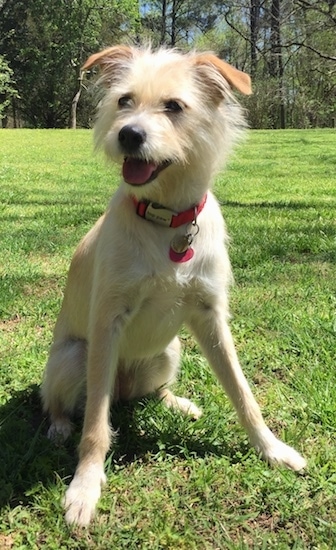 jack russell golden retriever mix