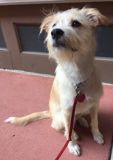 A wiry  looking dog with shorter hair on its back and longer hair on its face and under its chin with ears that fold over and stick out to the sides and a long tail sitting down looking up on a red walkway in front of a brown door.