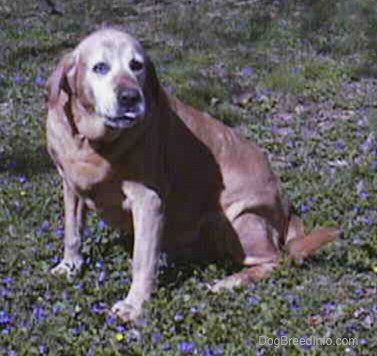 Front view - A large fat graying yellow dog that is overweight walking forward in the grass smelling the ground.