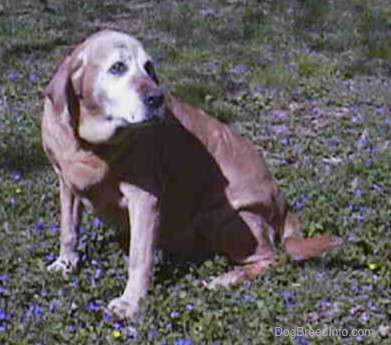 A large faat graying yellow dog that is overweight sitting in the grass looking to the right.