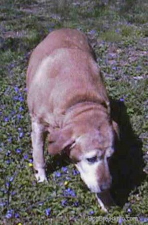 A large fat graying yellow dog that is overweight sitting in the grass looking to the right.