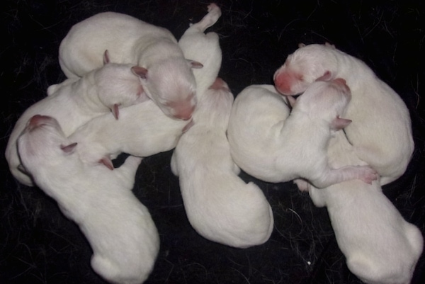 A litter of 8 tiny white newborn puppies with pink noses and little pink ears laying on a black blanket.
