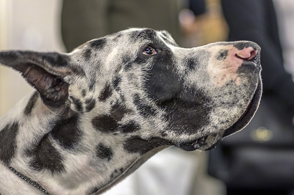 gray and black great dane