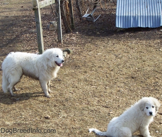 A large breed white adult dog standing outside facing the right with a small fluffy white puppy sitting down and turned back to look at the camera in front of an old tin roof stone spring house.