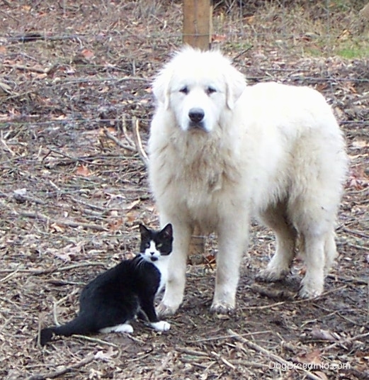 An extra large breed white thick coated dog with dark eyes, a black nose and ears that hang down to the sides standing outside with a black and white cat next to him.