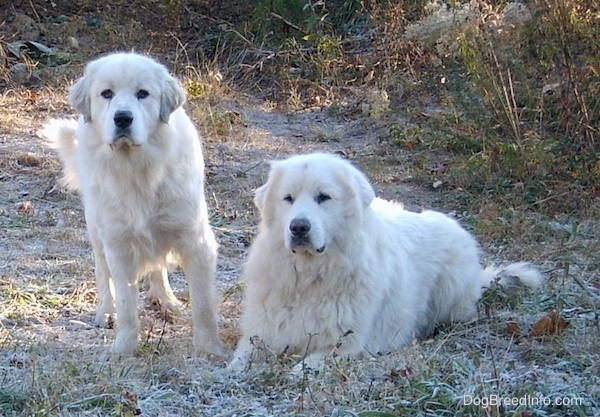 are great pyrenees good guard dogs