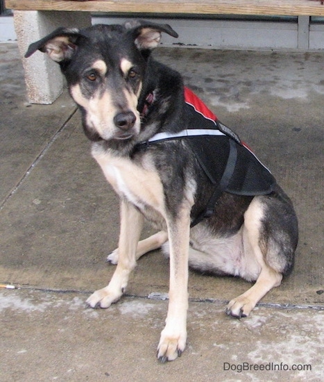 A large breed black with tan dog with long legs sitting down on concrete wearing a red and black service dog vest. The dog has brown eyes and a black nose.