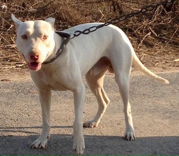 Front side view of a large breed white dog with golden eyes and a long tail with its ears pinned slightly back standing on a driveway wearing a chain leash and thick brown leather collar.