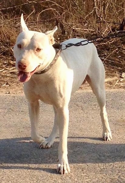 Front side view of a large white dog with its big perk ears spread far apart. It has slanty golden eyes and a brown nose.