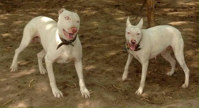 how many puppies can gull terrier give birth to