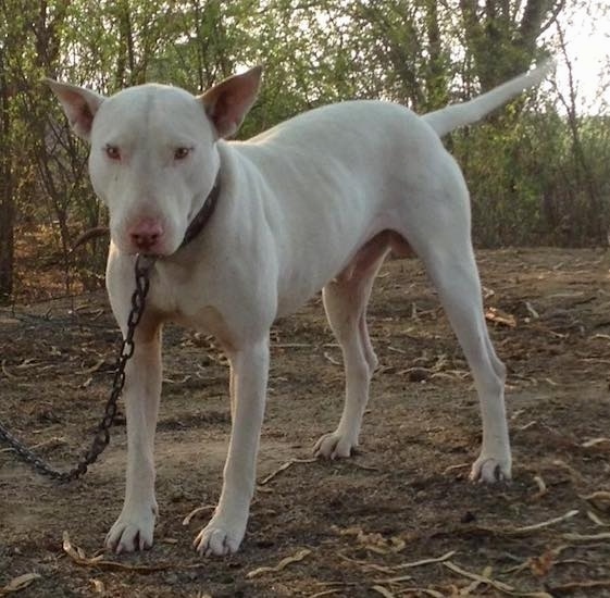 Front view of a tall large breed white dog with a large forehead and slanty golden eyes with a long tail standing in dirt tied to a chain looking forward.