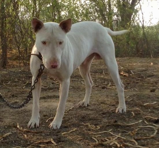 Front view of a large breed tall white dog with a large rounded forehead and a pink nose looking downward while tied to a chain.