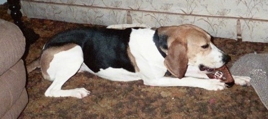 A tall tan, black and white hound dog with long soft ears that hang down and a black nose laying down on a brown carpet next to a couch chewing on a toy.