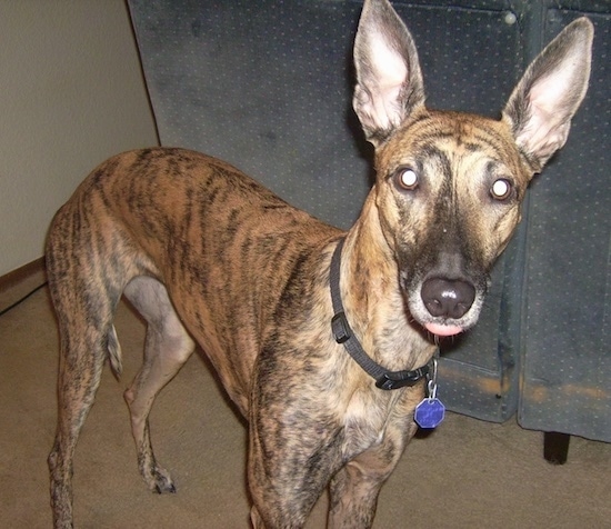 Front side view - A shorthaired, brown brindle, tall lanky thin dog with a long tail and large perk ears standing on a tan carpet next to a blue couch. The dog has a long muzzle, a black nose and wide round eyes.