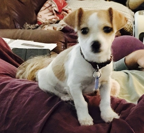 A tan with white small breed dog with short hair and longer hair on its tail sitting on top of a person. The dog has small fold over v-shaped ears and big round black eyes and a black nose.