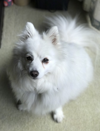 japanese spitz cross chihuahua