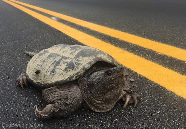 Close up - A large snapping turtle with its head out and large claws showing on its feet in the middle of a highway next to a double yellow painted line.