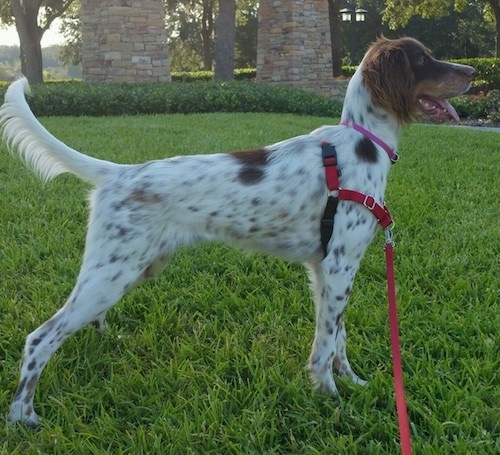 Slumber bekymre Mod Llewellin Setter Dog Breed Information and Pictures