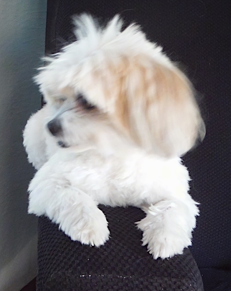 A little white dog with her hair shaved short laying down on the arm of a chair looking to the left