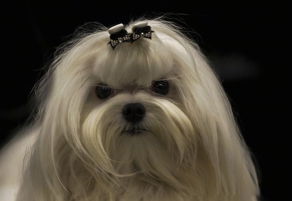 maltese dog long haired