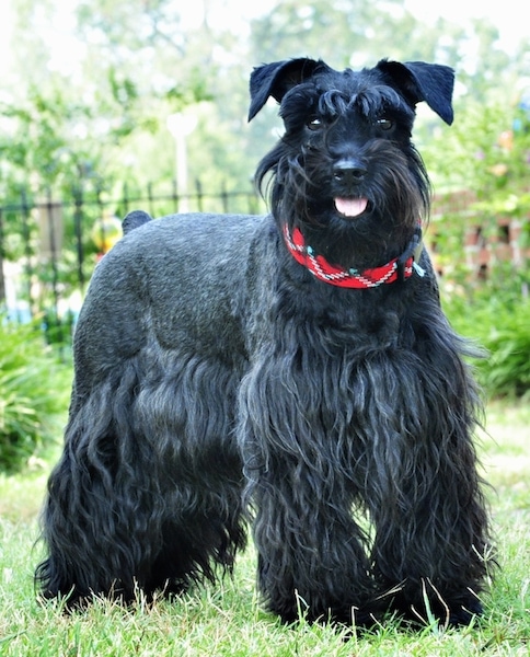 schnauzer with long tail