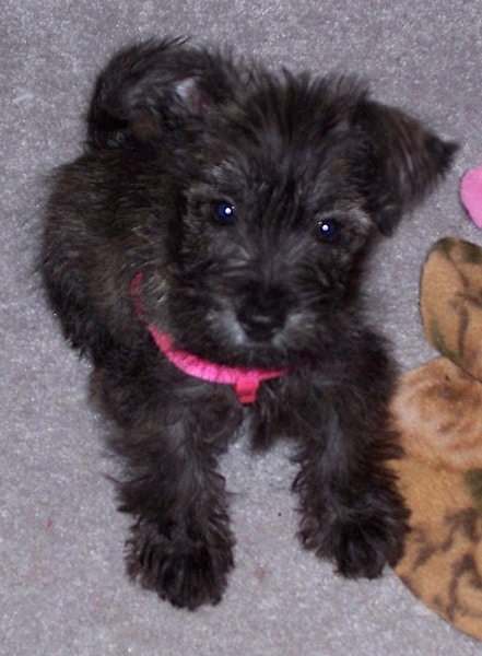 schnauzer x westie