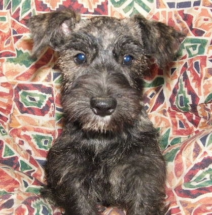 Front view - a dark brown brindle dog with a fluffy snout, a black  nose and round eyes looking forward. The dog has a big black nose.