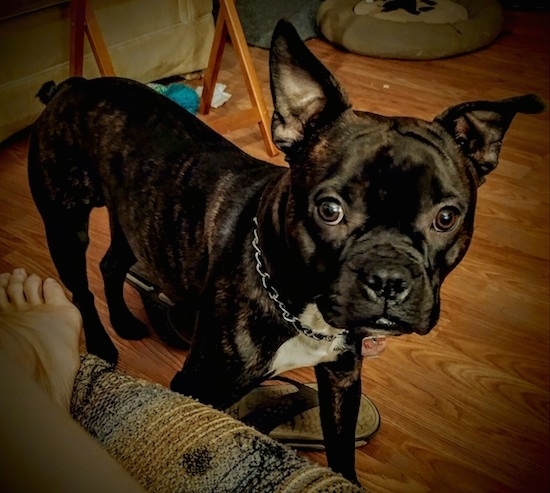 Front side view - A brown brindle dog with a white chest, perk ears and wide round eyes wearing a choke chain collar standing on a hardwood floor inside of a house in front of a couch with a person on it.