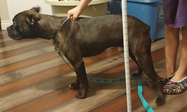 A knee high brown brindle dog with perk ears that are pinned back and a docked tail standing inside a house on a wooden floor next to a white pole with a lady in black, white pink and orange slippers and a long purple shirt holding its choke chain collar.