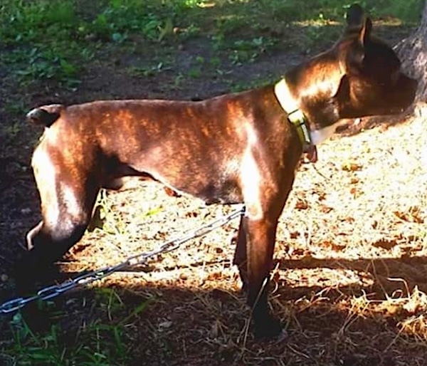 Side view - A brown brindle perk eared dog with a docked tail outside on a chain and a yellow collar facing the right.