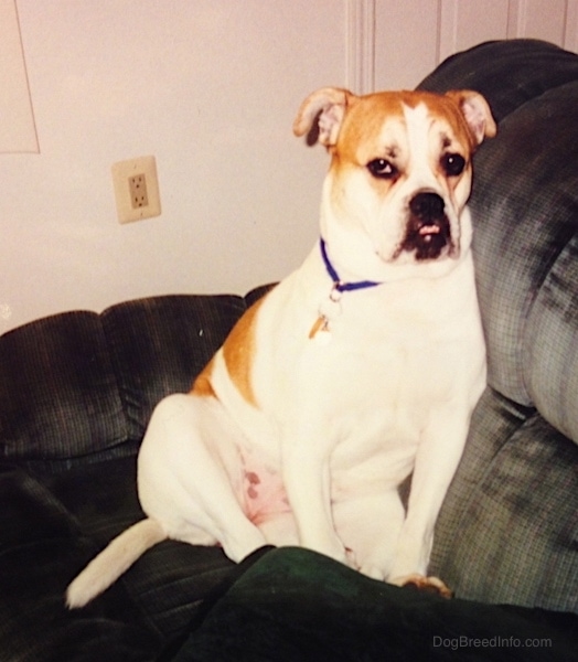 A white with tan Bulldog type dog sitting on a blue couch facing forward. The dog has a large underbite, rose ears and a long tail.
