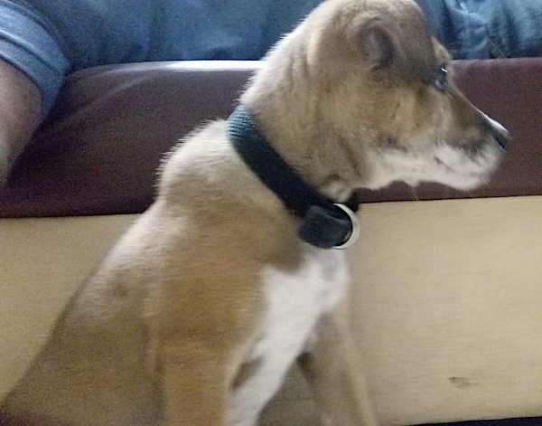Side view - A tan with white dog that has a black nose, black lips and dark eyes with small fold-over v-shaped ears sitting in front of a couch. The dog is wearing a black collar and facing the right.