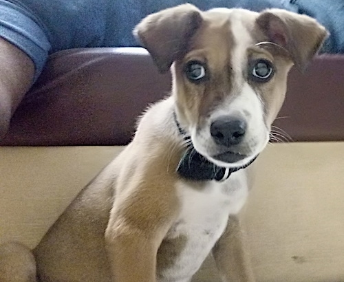 Front view - A tan with white dog that has a black nose, black lips and big dark round eyes with small fold-over v-shaped ears sitting in front of a couch. The dog is wearing a black collar and facing towards the camera.