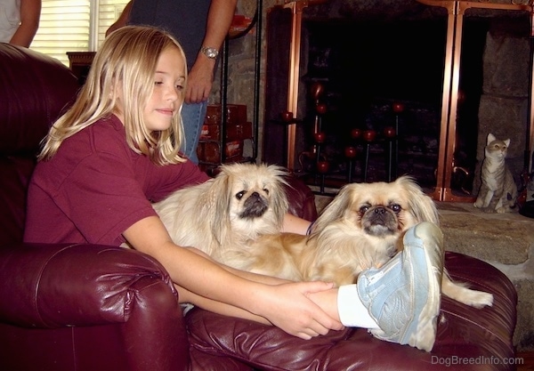 A blonde-haired girl sitting on a purple leather recliner with two small light tan and black pekingese dogs on her lap.