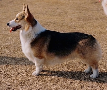 a welsh corgi