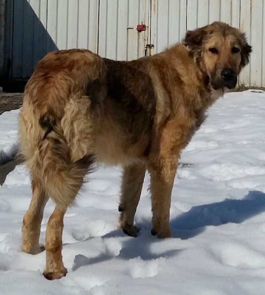 iranian mastiff dog