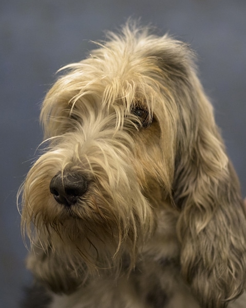 can petit basset griffon vendeen be white