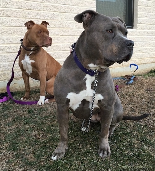 Pitbull Breeds Chart