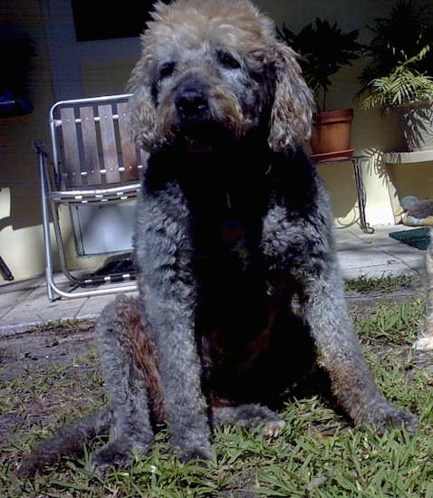 pitbull poodle mix