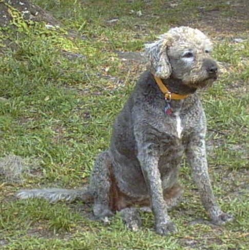 pitbull poodle mix