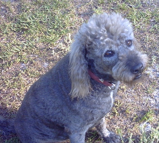 pitbull standard poodle mix