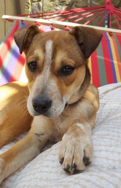 pitbull blue heeler puppy