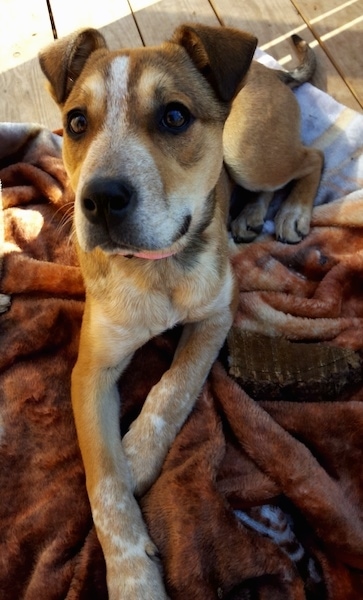 A tan with white and black dog with wide brown eyes and a black nose laying down on top of a brown blanket outside on a wooden deck. The dog has small v-shaped fold over ears and is wearing a pink collar.