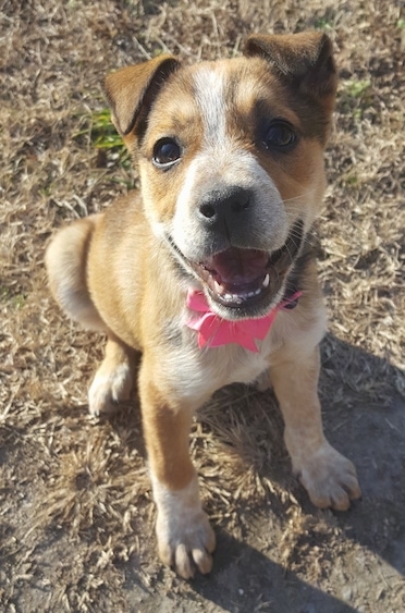 pitbull blue heeler puppy