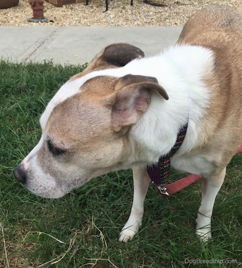 Front side view of a tan and white dog with its small rose ears pinned back. The dog's neck is white and its body is tan. The tan side of its face is showing, the other half is white. The dog is standing in grass in front of a sidewalk.