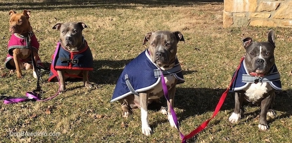 American Bully Bloodline Chart